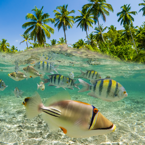 Travel Pacific Islands