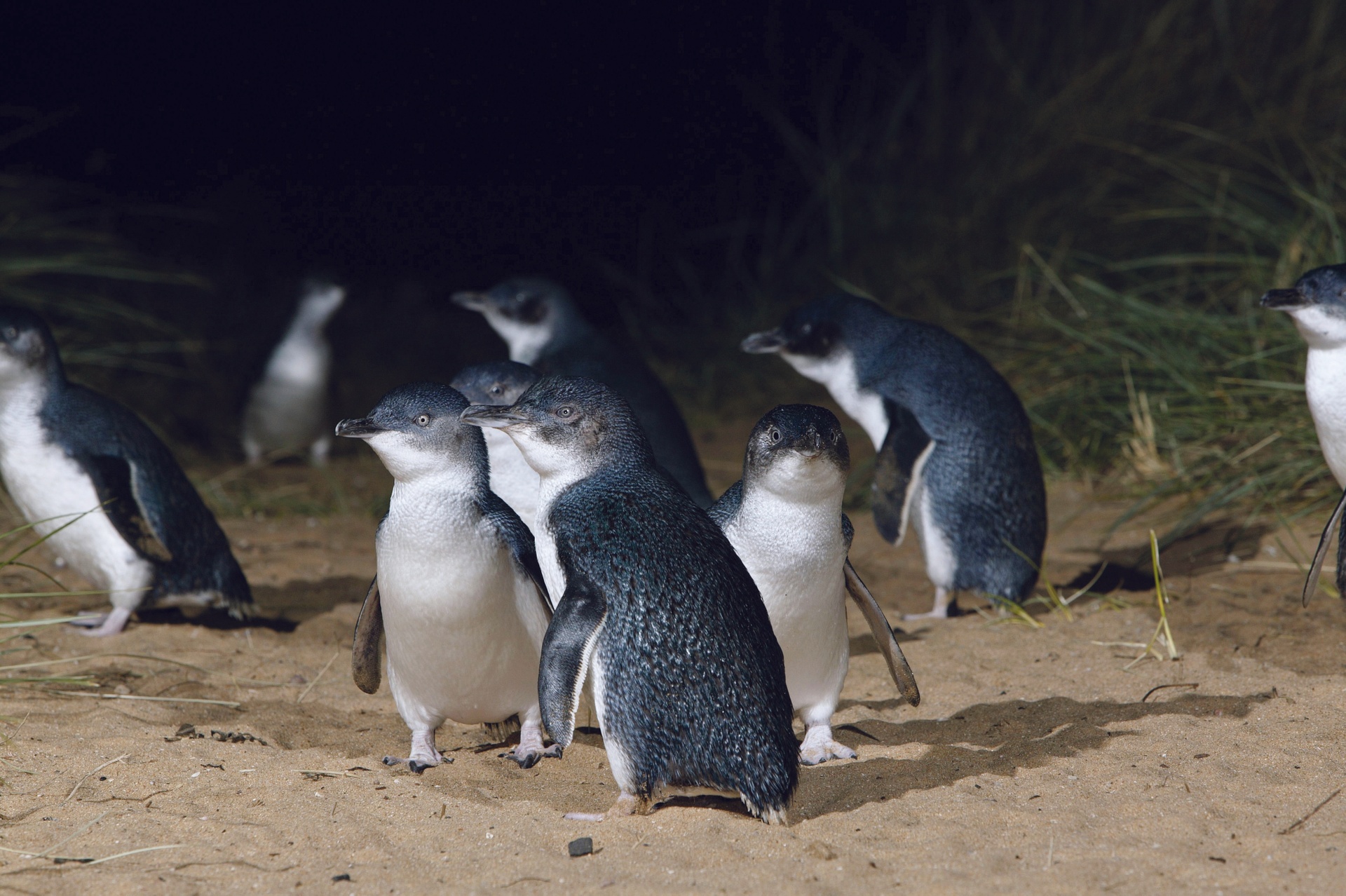 Penguin colony Dunedin